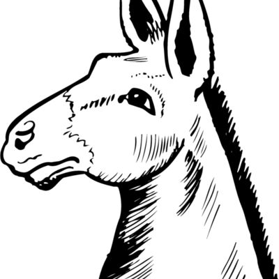 Donkey Thumbnail