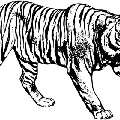 Tiger Thumbnail
