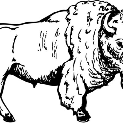 Buffalo Thumbnail