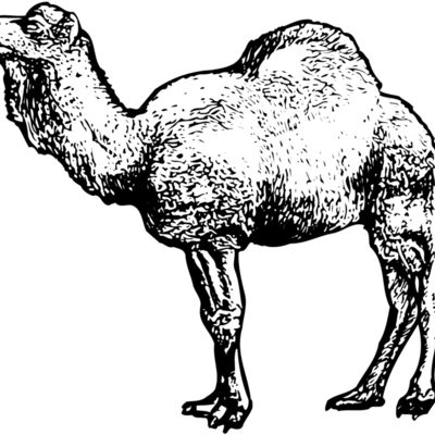 Camels Thumbnail