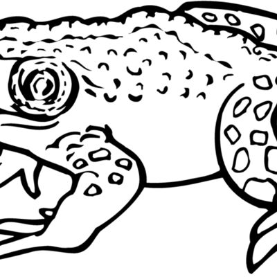 Amphibians Thumbnail